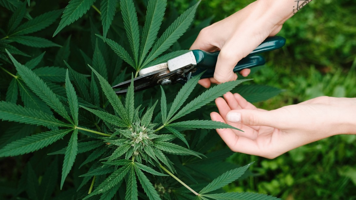 Delta 8 Cannabis